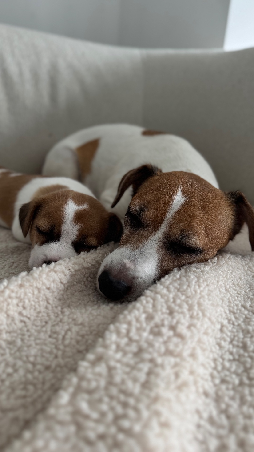 Дівчинка Джек Рассел