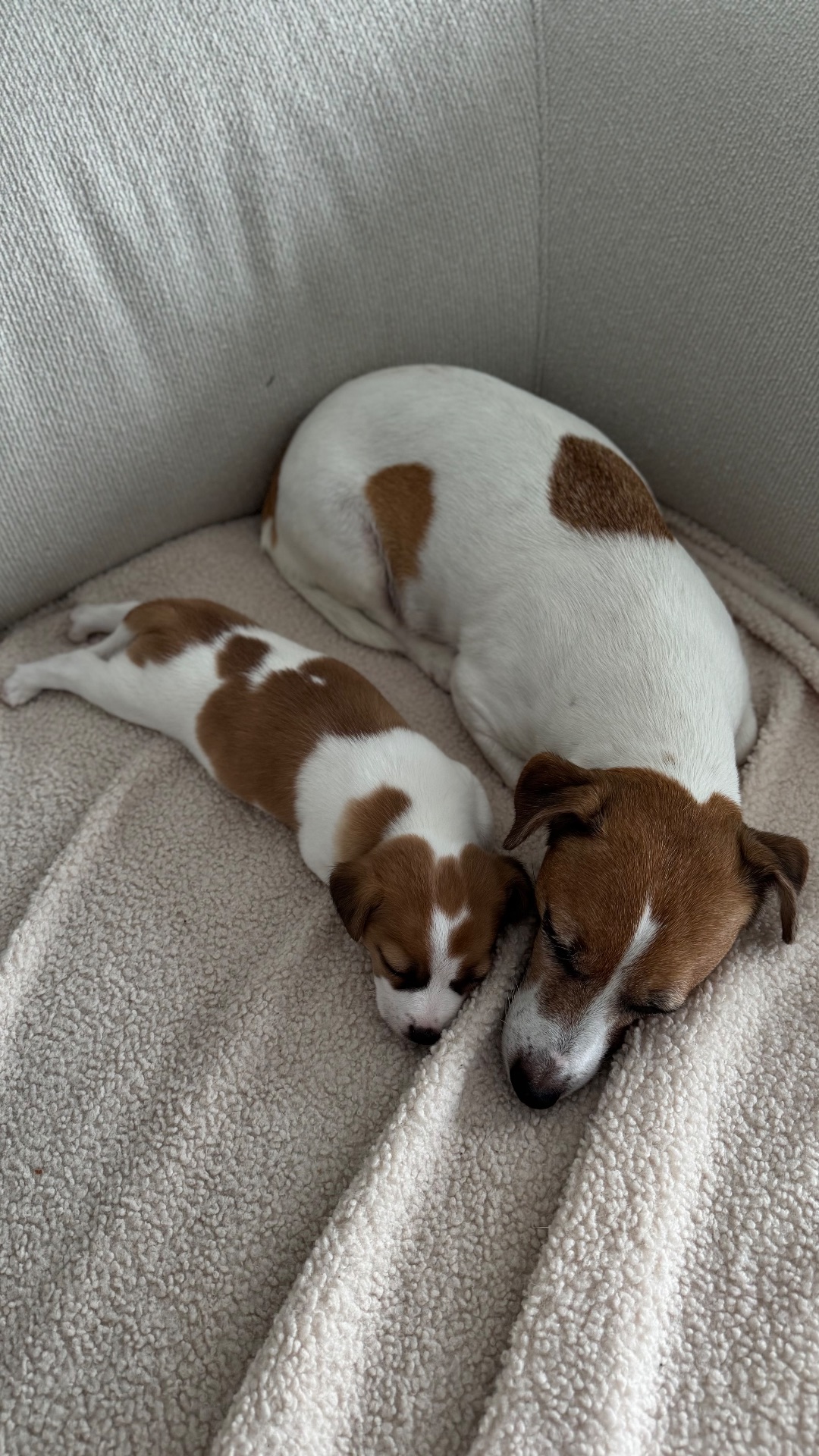 Дівчинка Джек Рассел