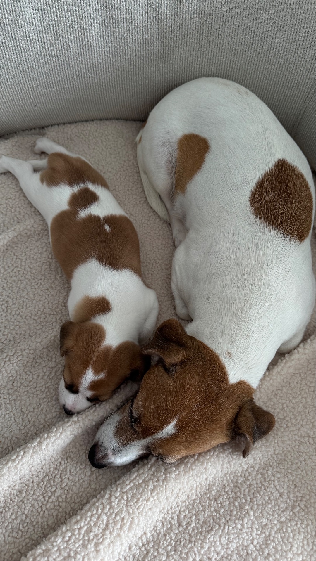 Дівчинка Джек Рассел