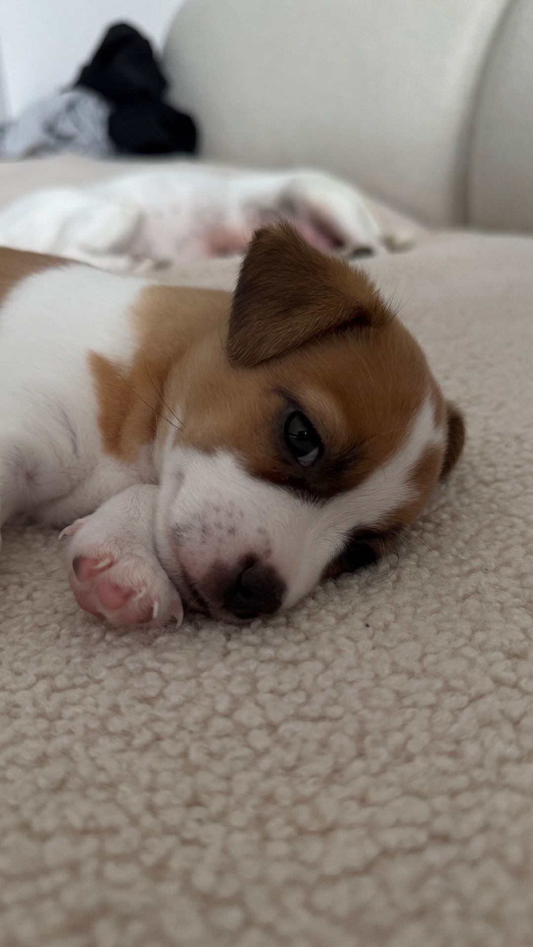 Дівчинка Джек Рассел