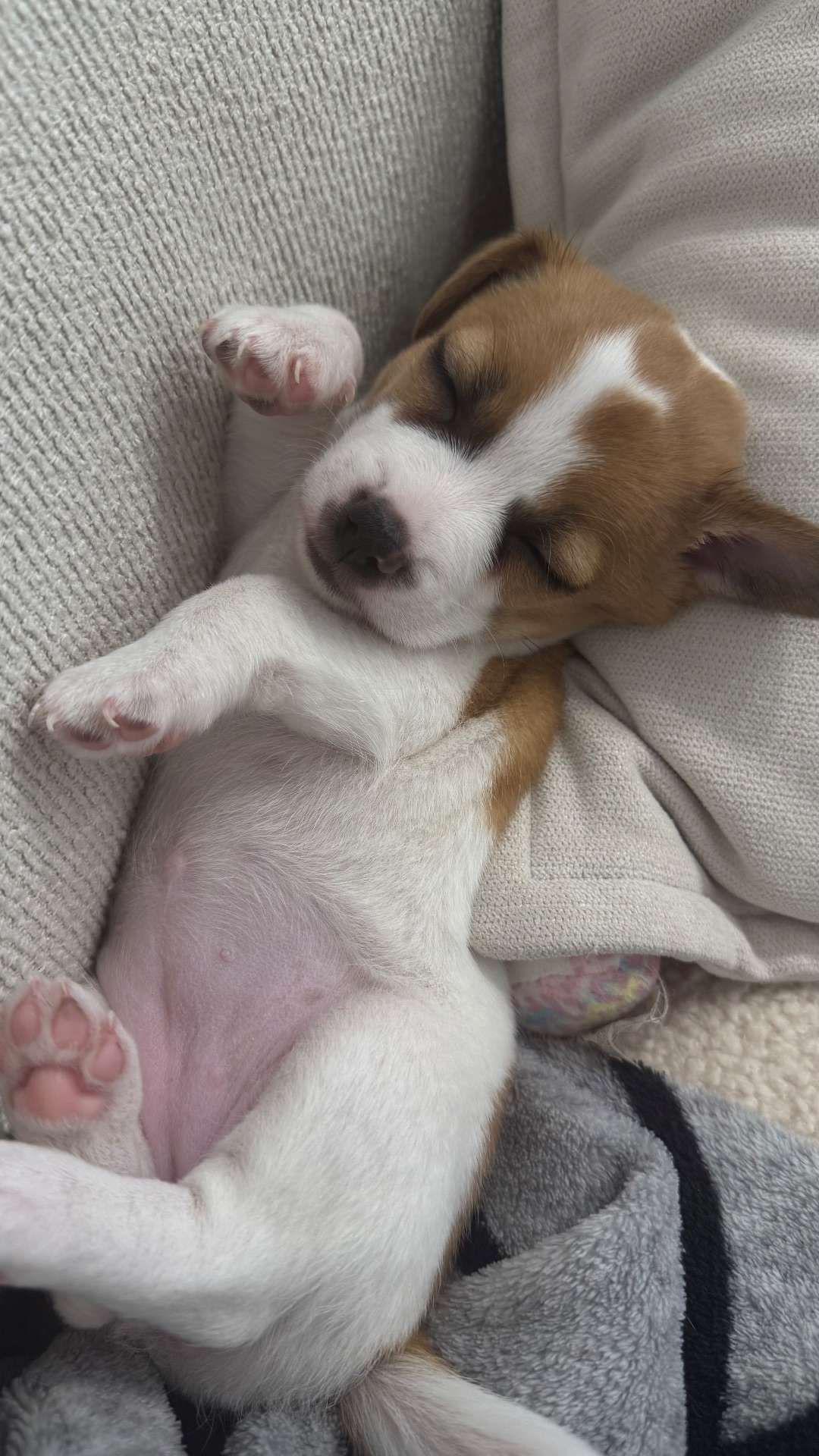 Дівчинка Джек Рассел