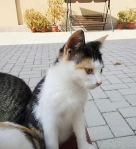 Трёхцветная малышка ищет любящую семью