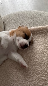 Дівчинка Джек Рассел