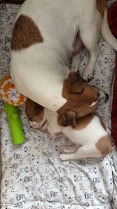 Дівчинка Джек Рассел