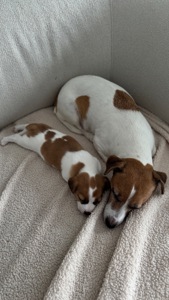 Дівчинка Джек Рассел