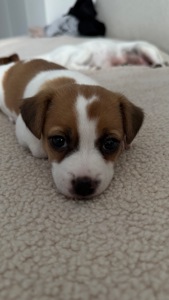 Дівчинка Джек Рассел