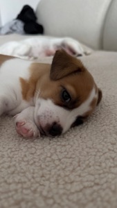 Дівчинка Джек Рассел