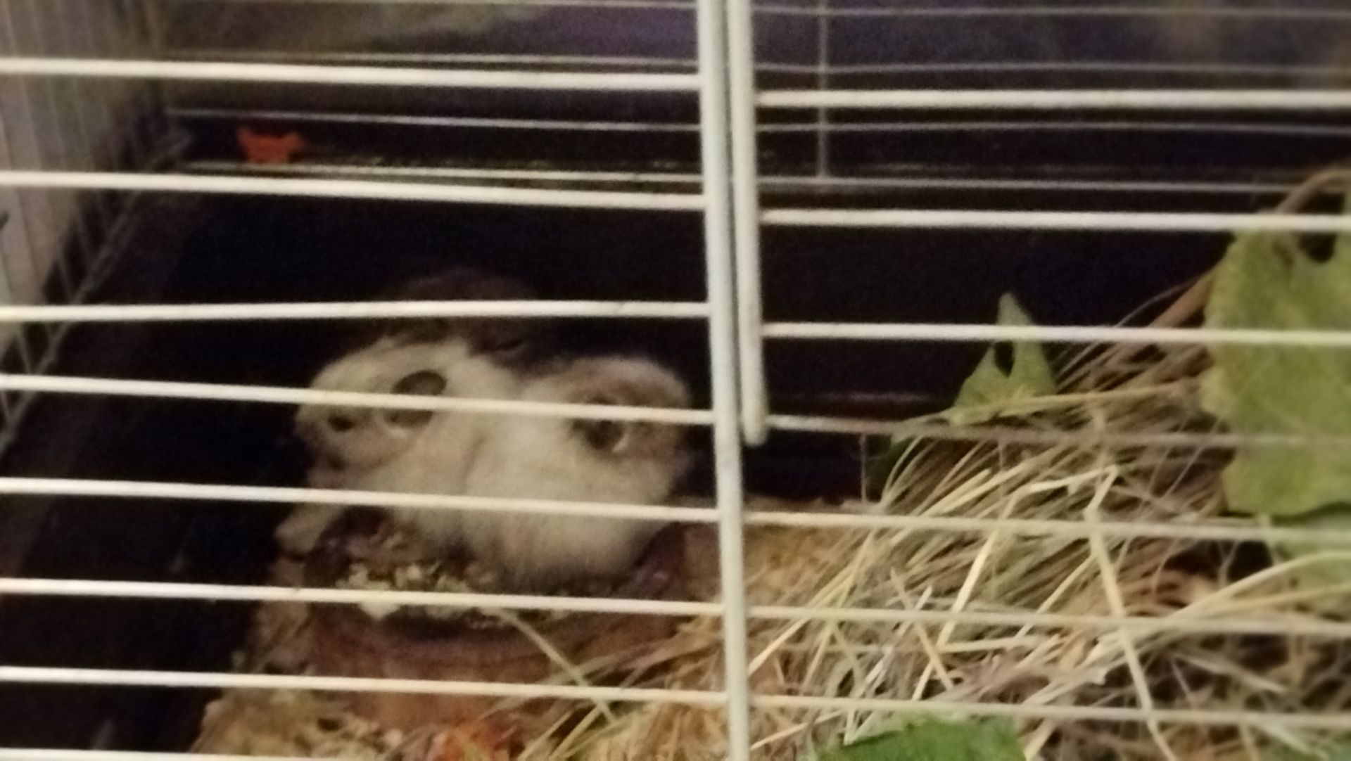 Білка Дегу (чилійська)