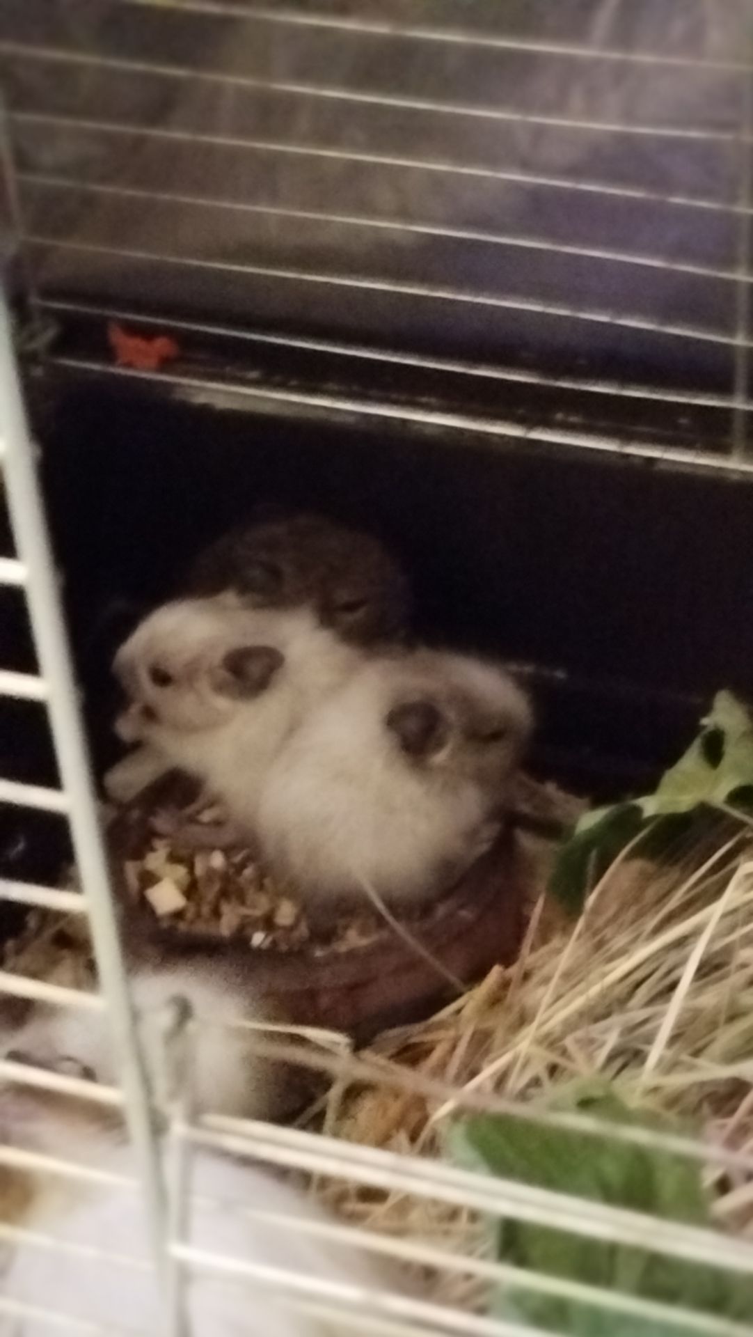 Білка Дегу (чилійська)