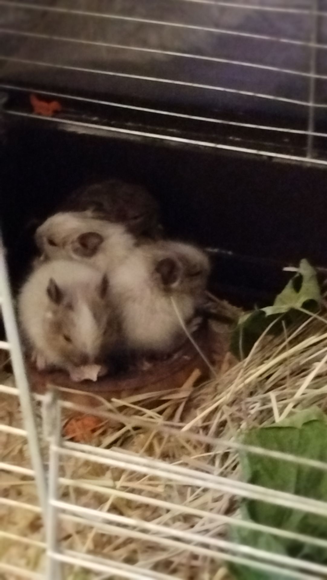 Білка Дегу (чилійська)