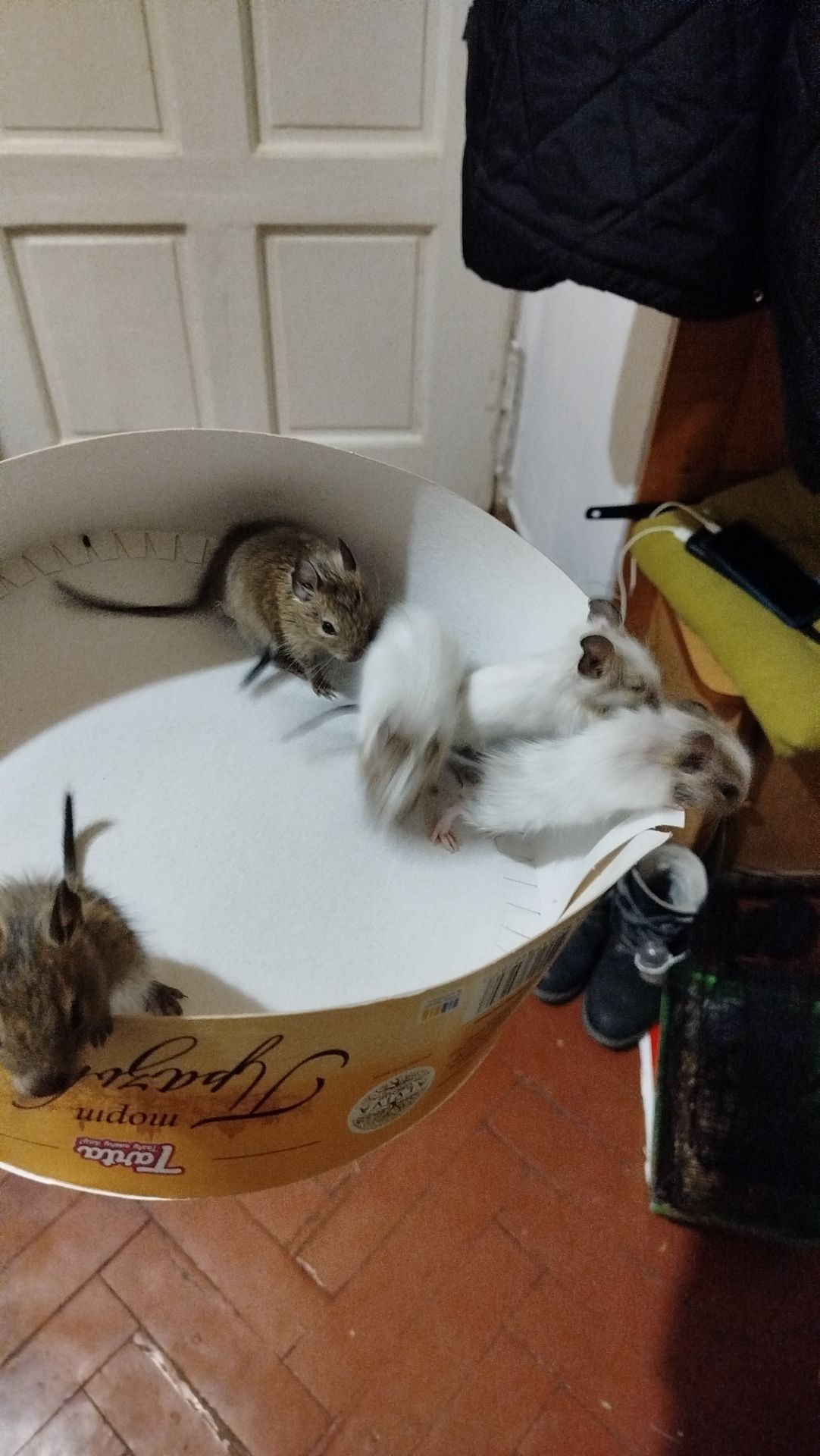 Білка Дегу (чилійська)