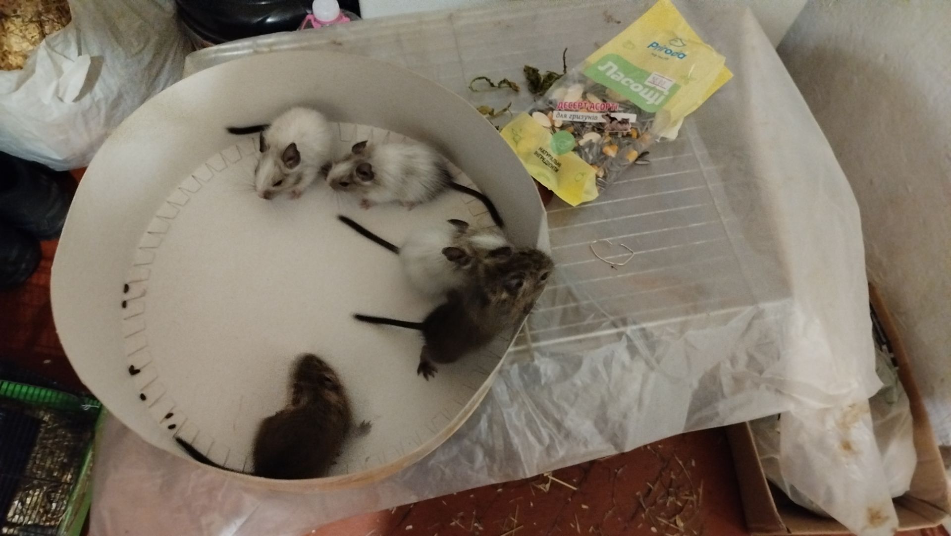 Білка Дегу (чилійська)