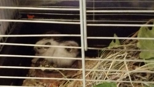 Білка Дегу (чилійська)