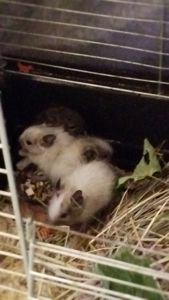 Білка Дегу (чилійська)