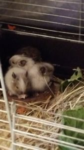 Білка Дегу (чилійська)