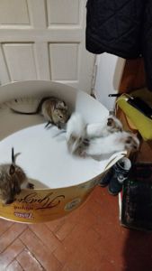 Білка Дегу (чилійська)