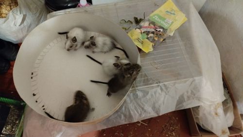 Білка Дегу (чилійська)