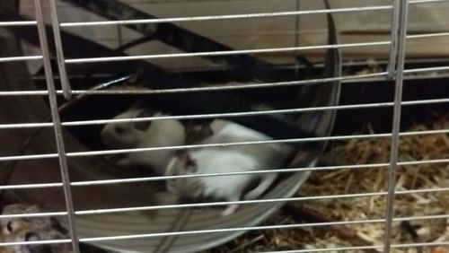 Білка Дегу (чилійська)