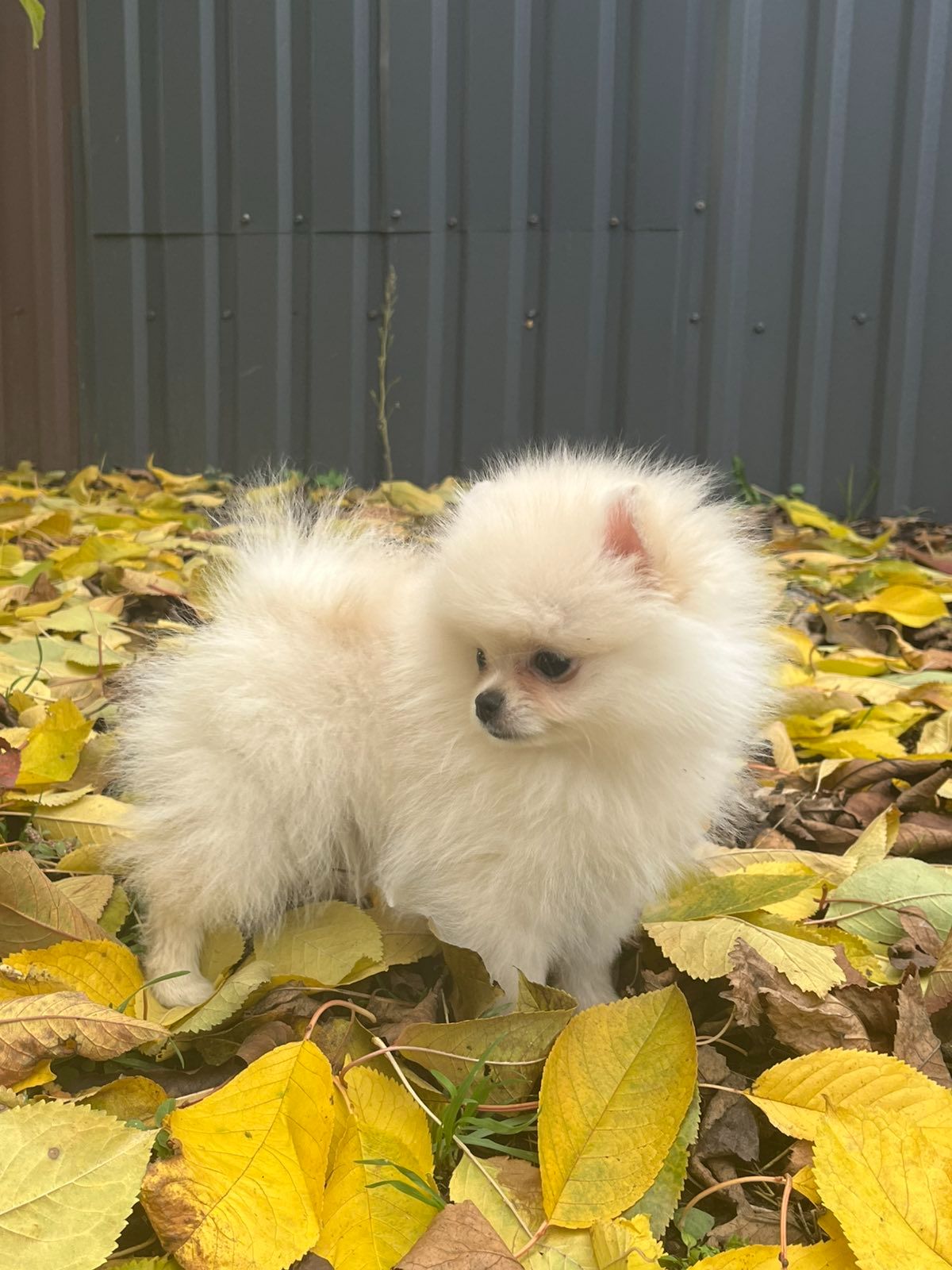 Цуценята померанського шпіца