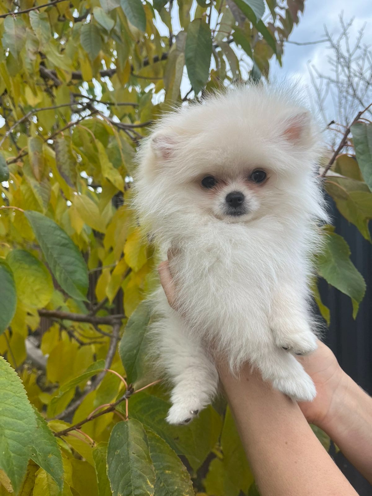 Цуценята померанського шпіца