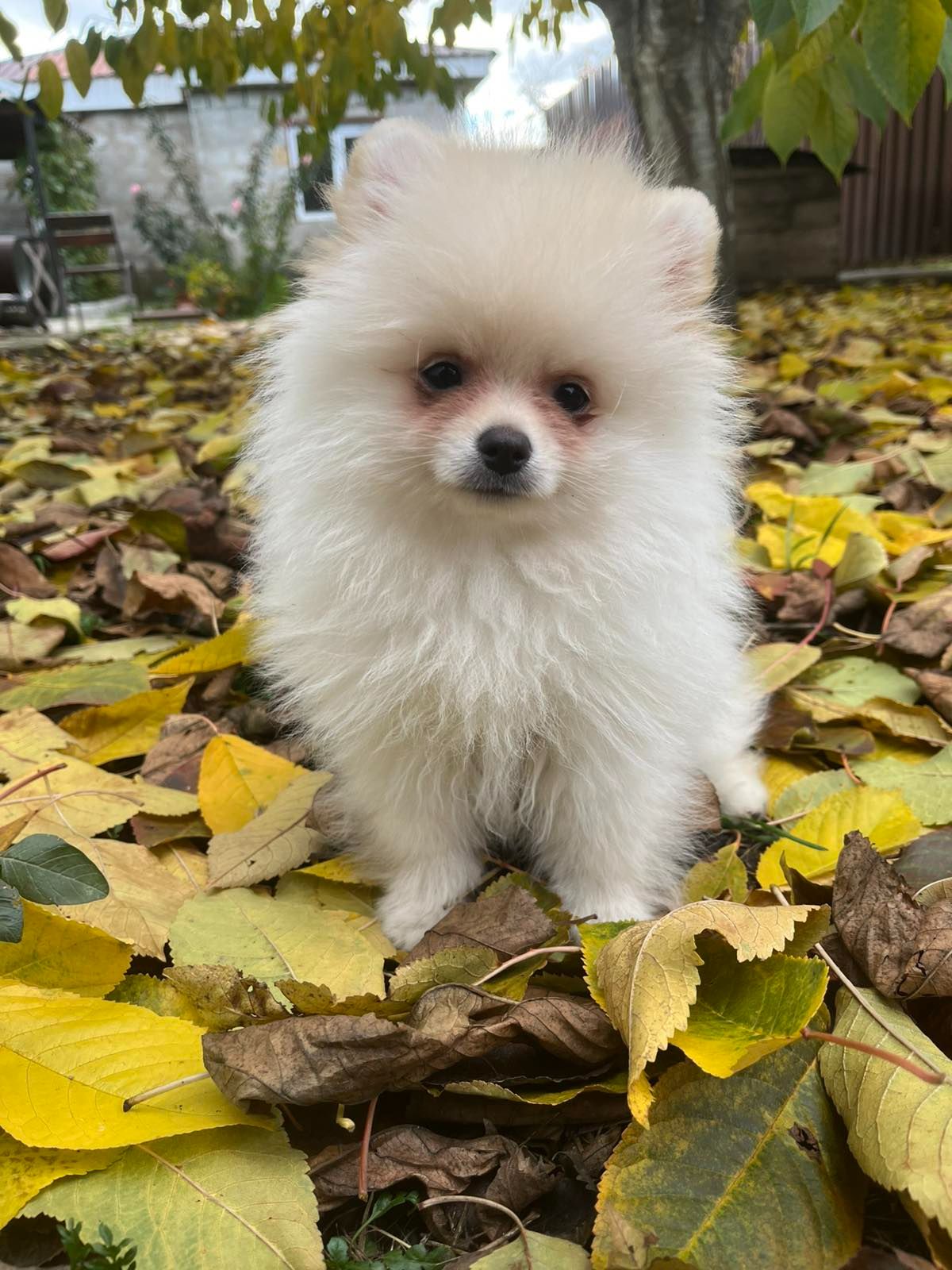 Цуценята померанського шпіца