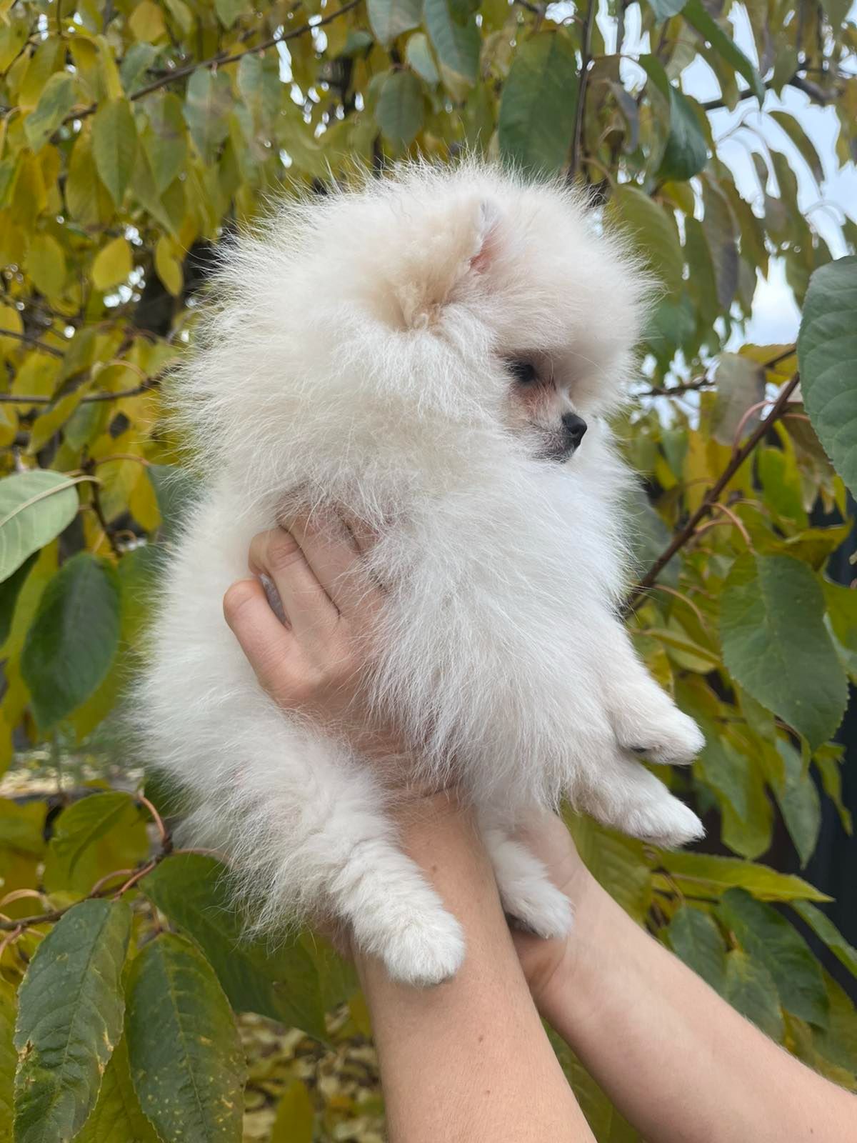 Цуценята померанського шпіца