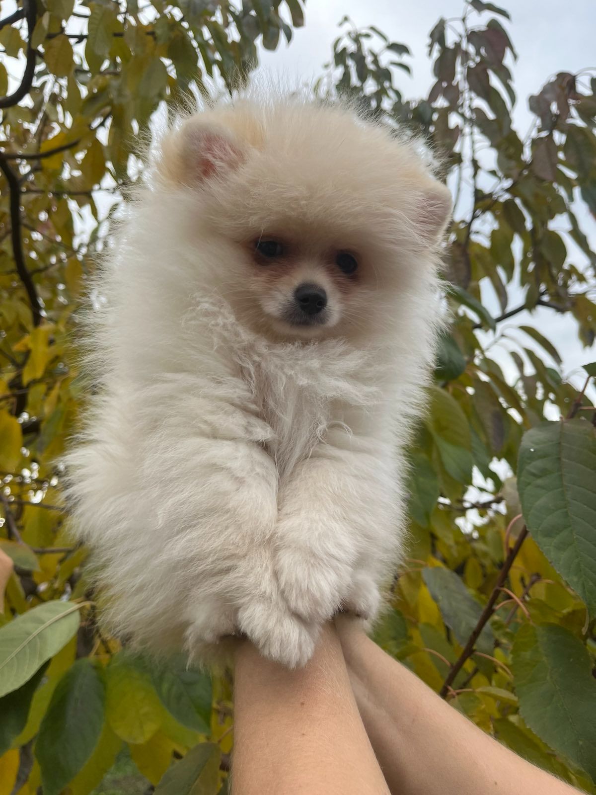 Цуценята померанського шпіца