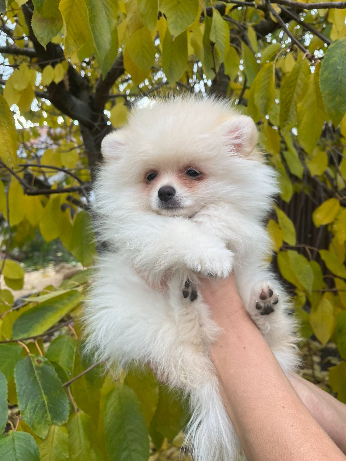 Цуценята померанського шпіца