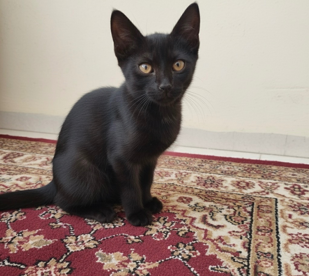 Черная кошечка ищет семью