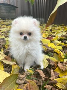 Цуценята померанського шпіца