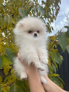 Цуценята померанського шпіца