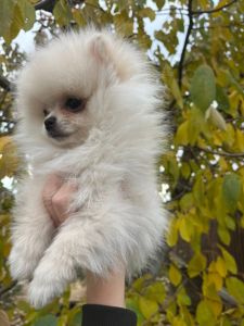 Цуценята померанського шпіца