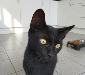 Черная кошечка ищет семью