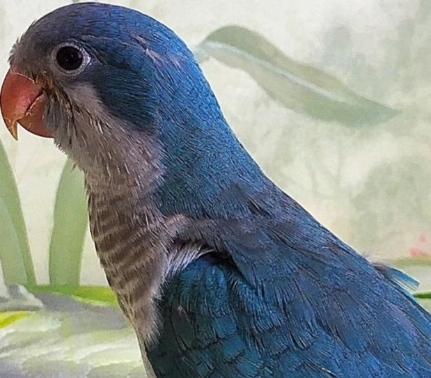 Малыши для разговора широкий ассортимент