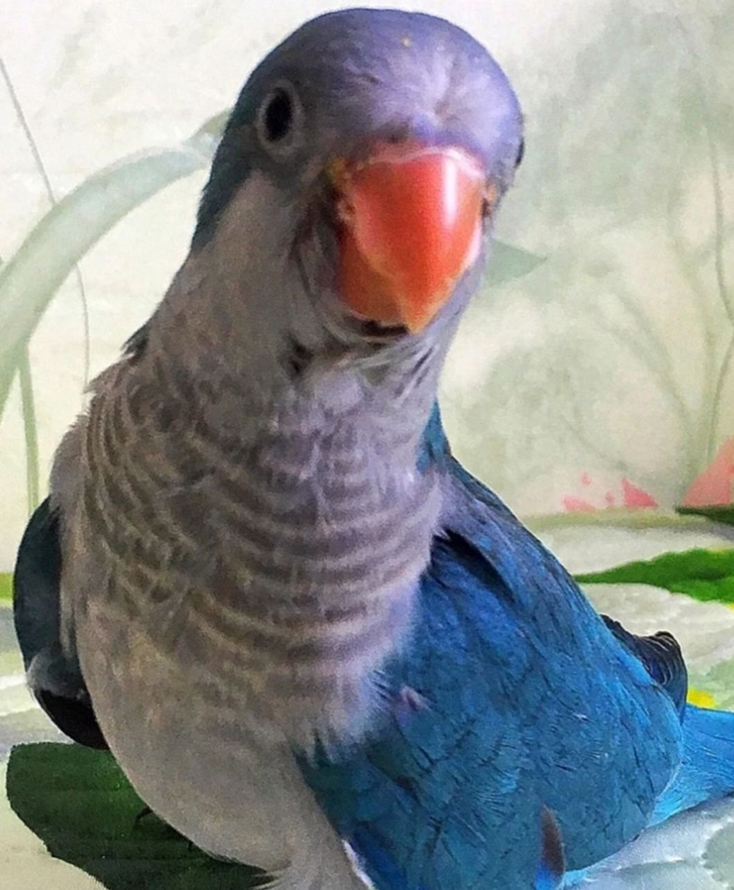 Малыши для разговора широкий ассортимент