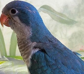 Малыши для разговора широкий ассортимент