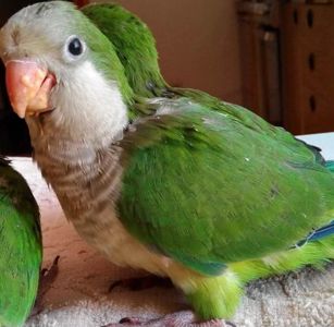 Малыши для разговора широкий ассортимент