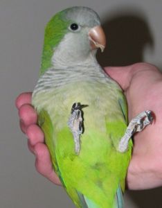 Малыши для разговора широкий ассортимент