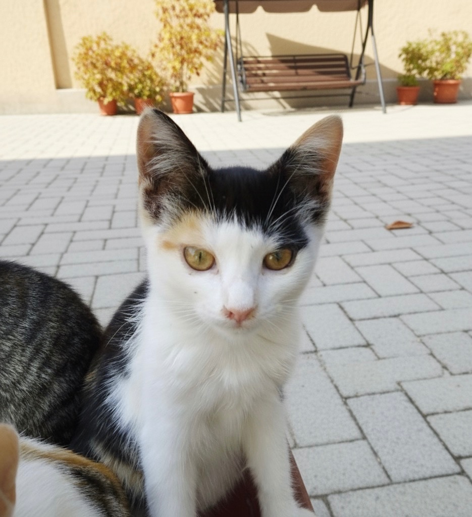 Трёхцветная малышка ищет любящую семью