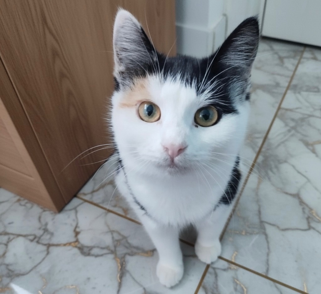 Трёхцветная малышка ищет любящую семью