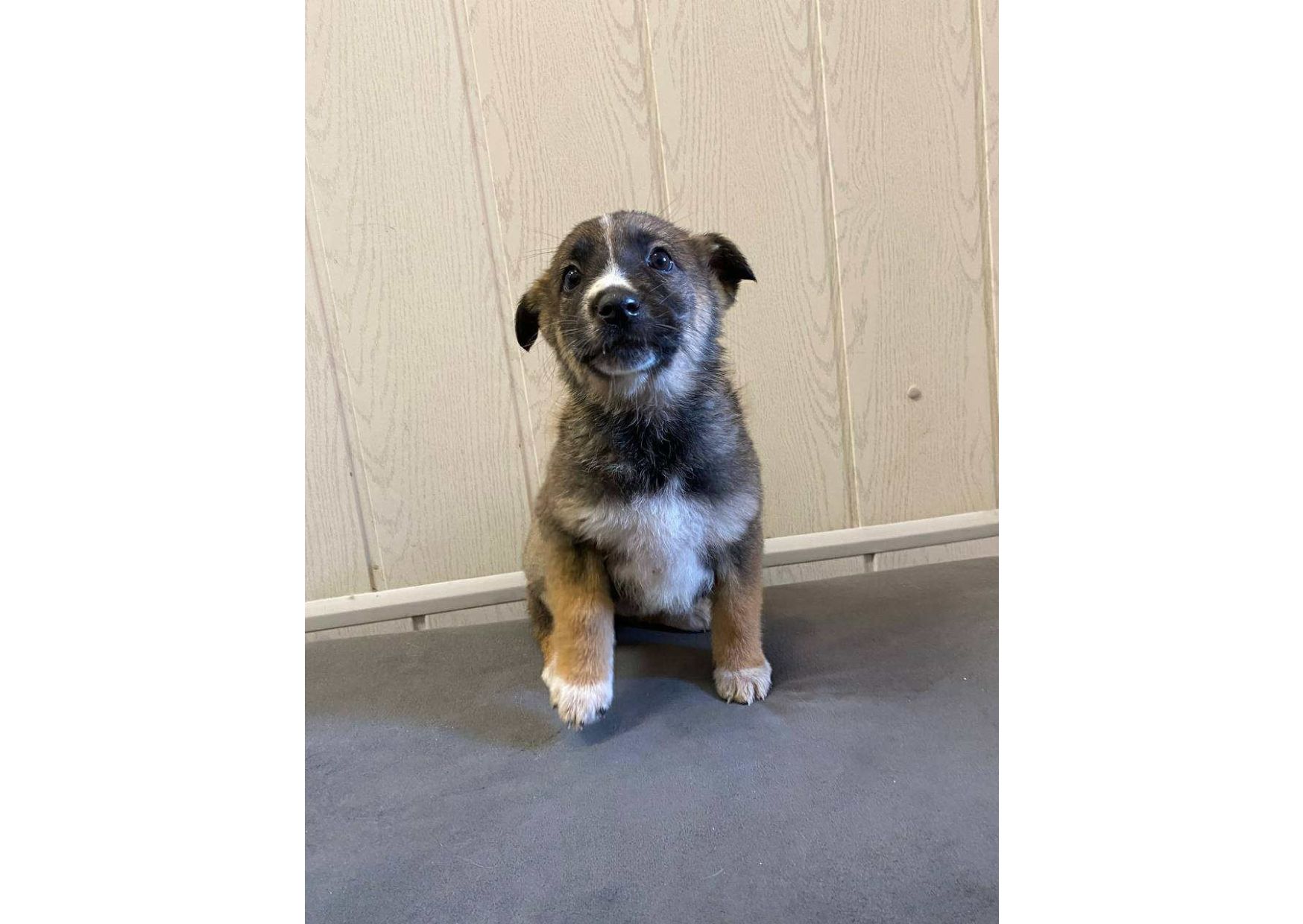 ❗Терміново, малятам зовсім нікуди йти, цей пост – останній шанс на прилаштування!