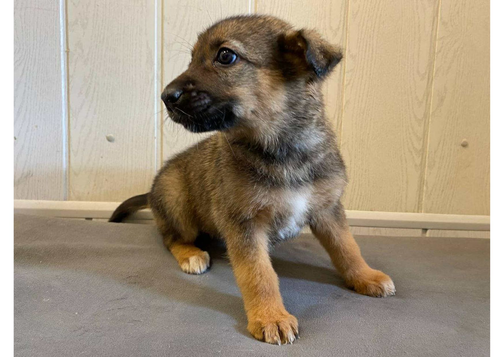 ❗Терміново, малятам зовсім нікуди йти, цей пост – останній шанс на прилаштування!