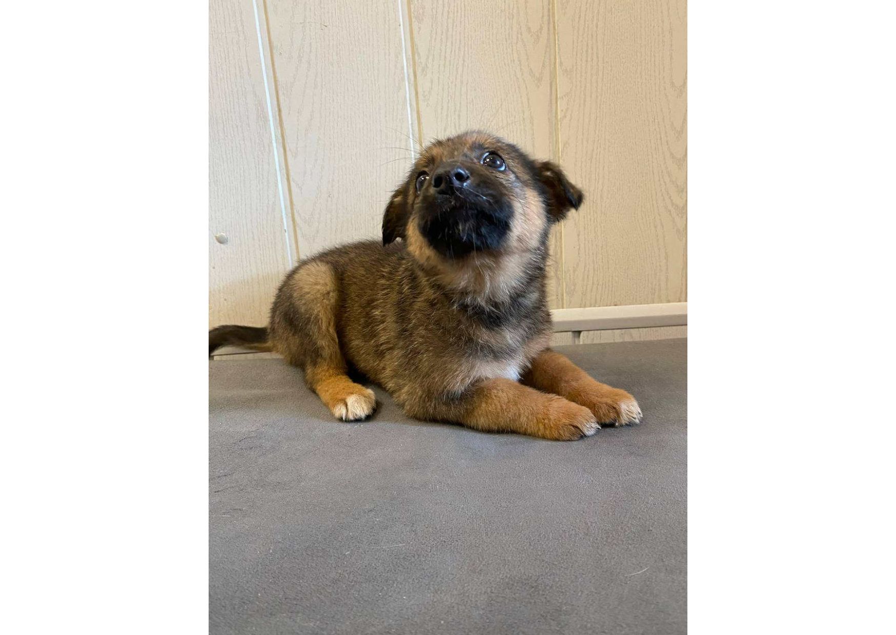 ❗Терміново, малятам зовсім нікуди йти, цей пост – останній шанс на прилаштування!