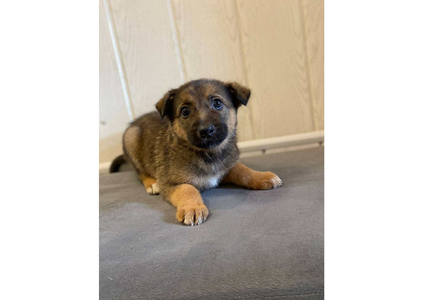 ❗Терміново, малятам зовсім нікуди йти, цей пост – останній шанс на прилаштування!