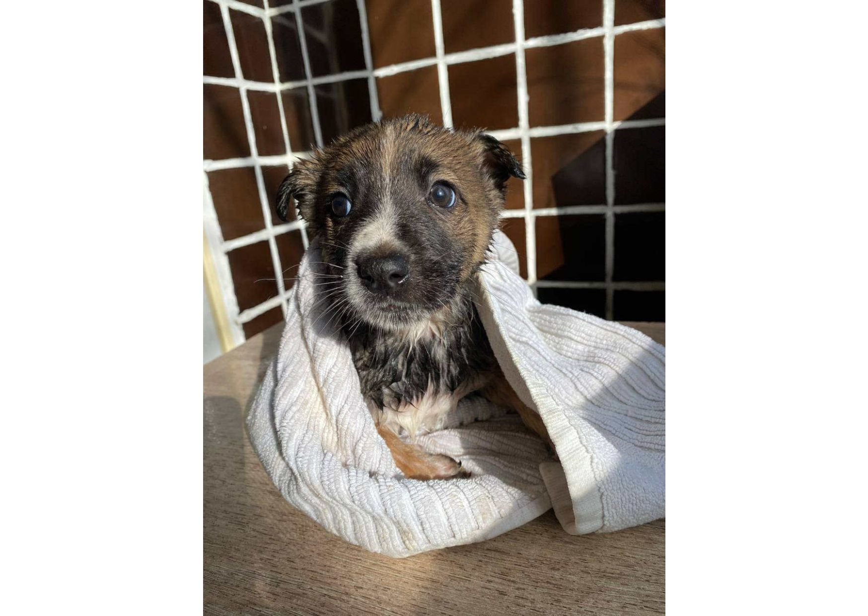 ❗Терміново, малятам зовсім нікуди йти, цей пост – останній шанс на прилаштування!