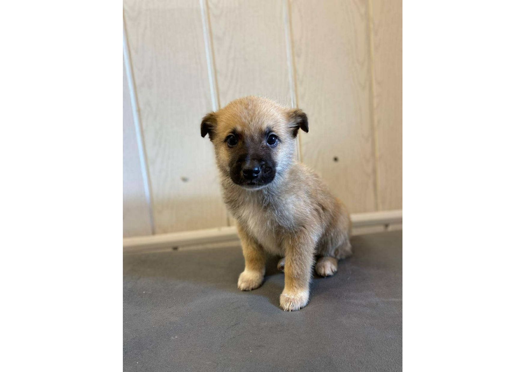 ❗Терміново, малятам зовсім нікуди йти, цей пост – останній шанс на прилаштування!