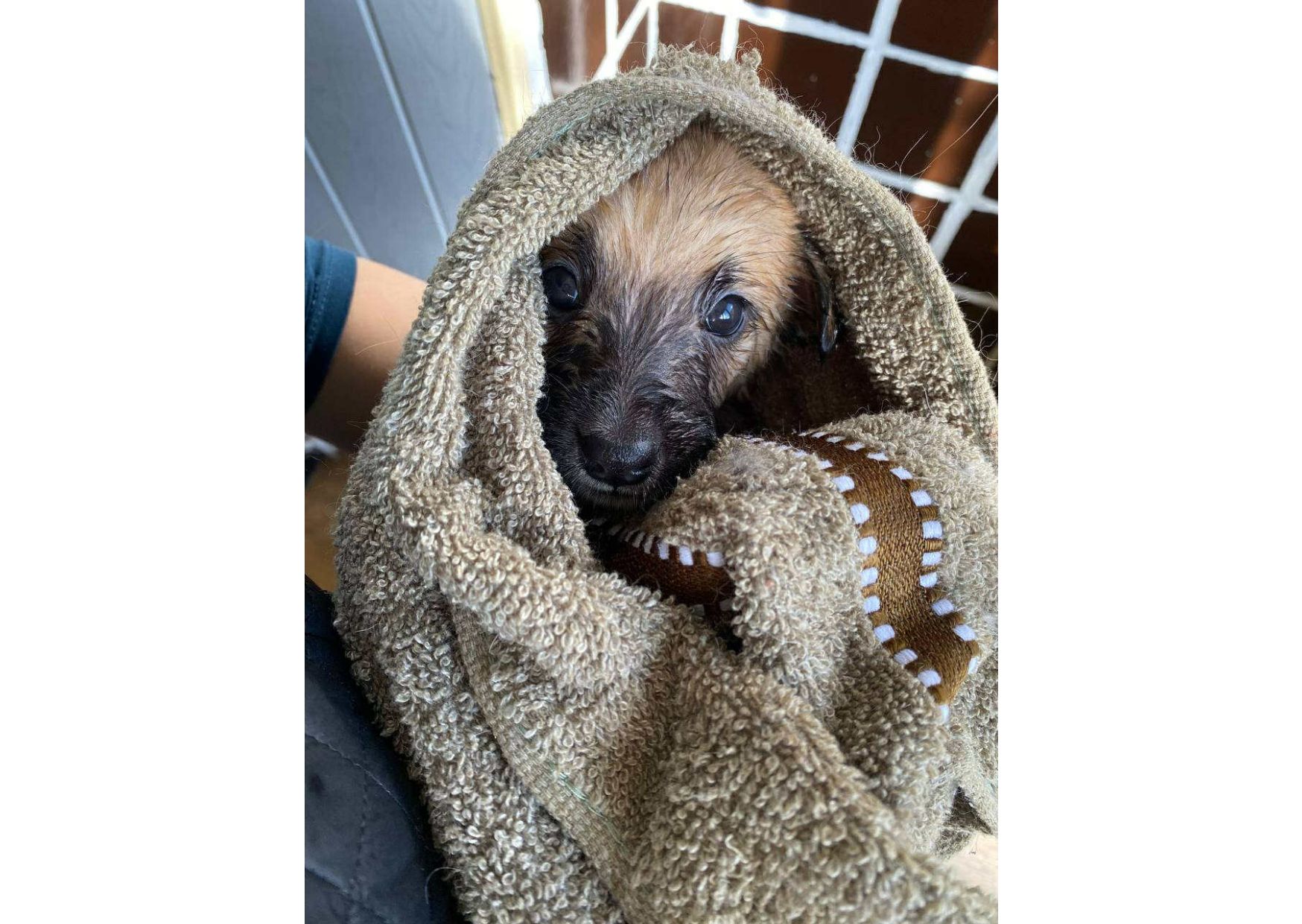 ❗Терміново, малятам зовсім нікуди йти, цей пост – останній шанс на прилаштування!