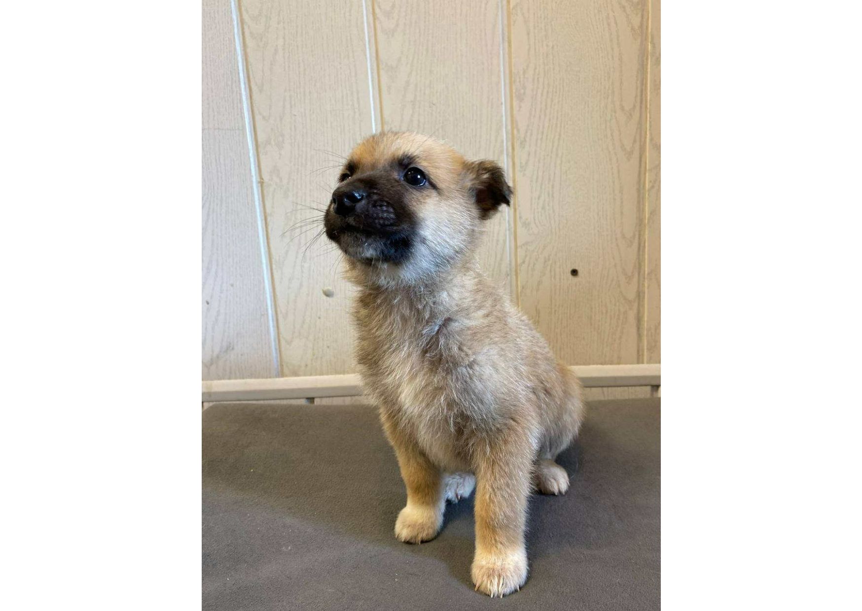 ❗Терміново, малятам зовсім нікуди йти, цей пост – останній шанс на прилаштування!