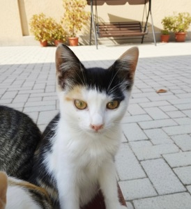 Трёхцветная малышка ищет любящую семью