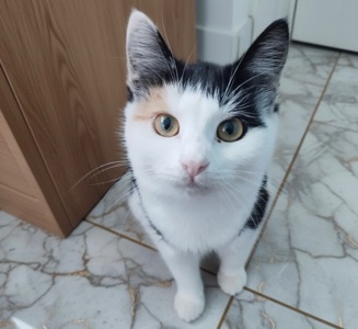 Трёхцветная малышка ищет любящую семью